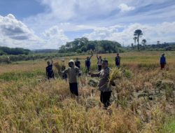 Dukung Inovasi Kaum Muda, Bripka Gede Suta Perdana Terlibat dalam Kegiatan Panen Padi di Desa Benu