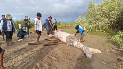 Dugong Terdampar Mati di TWAL Teluk Kupang, BBKSDA NTT Lakukan Penanganan
