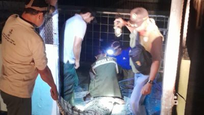 Buaya Muara Muncul di Pemukiman Naibonat, BBKSDA NTT Berhasil Amankan