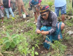 Kisah Sukses: Kebun Bibit Cendana, Harapan Baru bagi Sumba Barat Daya