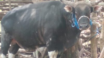 Tiga Pihak Rebutan Sapi Buta, Mediasi di Nifukiu Gagal – Polisi Turun Tangan