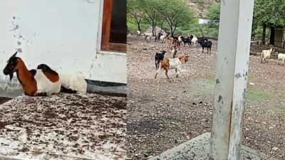 Polindes Tupan Jadi “Kandang Kambing”: Pemerintah Desa Diam Seribu Bahasa