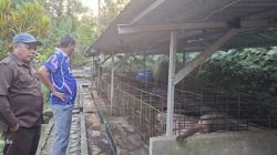 Di Balik Tugas sebagai Legislator, David Boimau Tekuni Usaha Ternak Babi